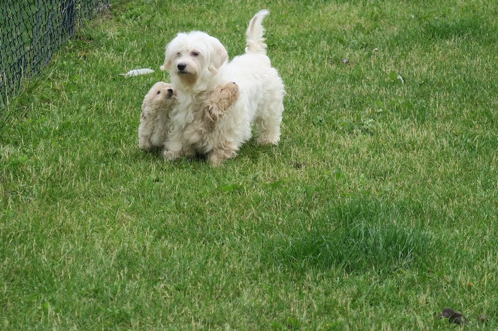Boomer pups ( Maltezer x Maltipoo ), Parvo, Maltezer, Nederland, Reu