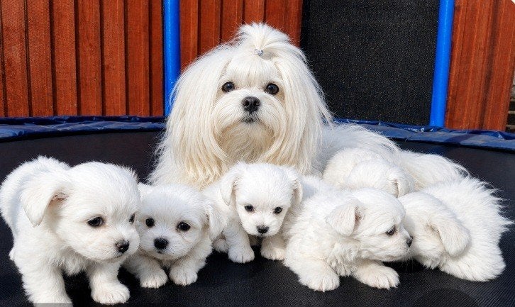 malthezer pups, Overige rassen, 8 tot 15 weken, Parvo, Meerdere