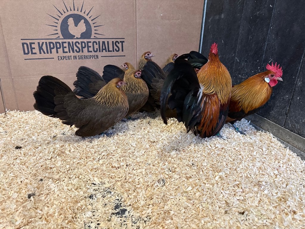Jonge tamme Hollandse kriel kippen gesekst & ingeënt, Vrouwelijk, Kip