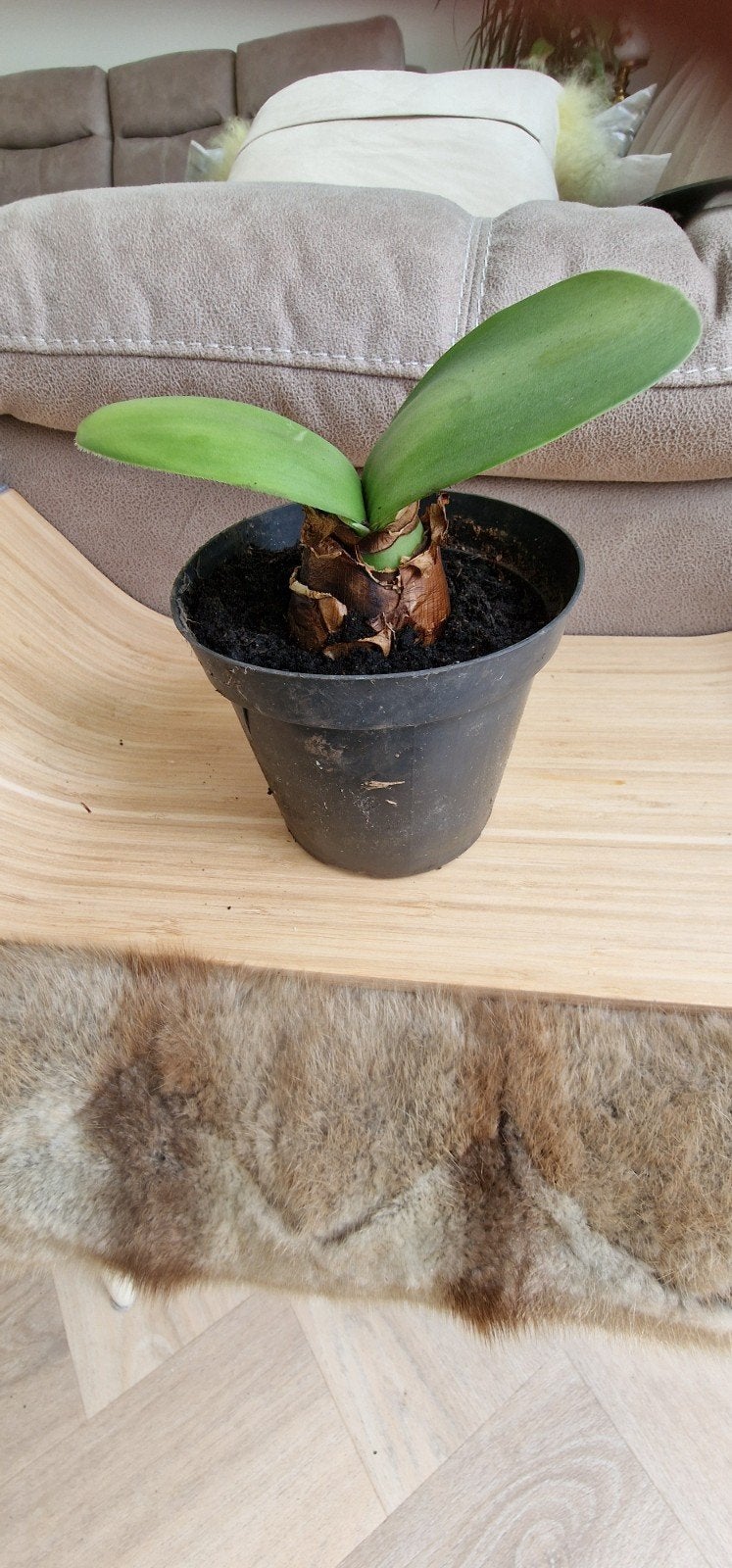 Poederkwast huiskamerplant in pot, Overige soorten, In pot, Minder dan 100 cm, Groene kamerplant