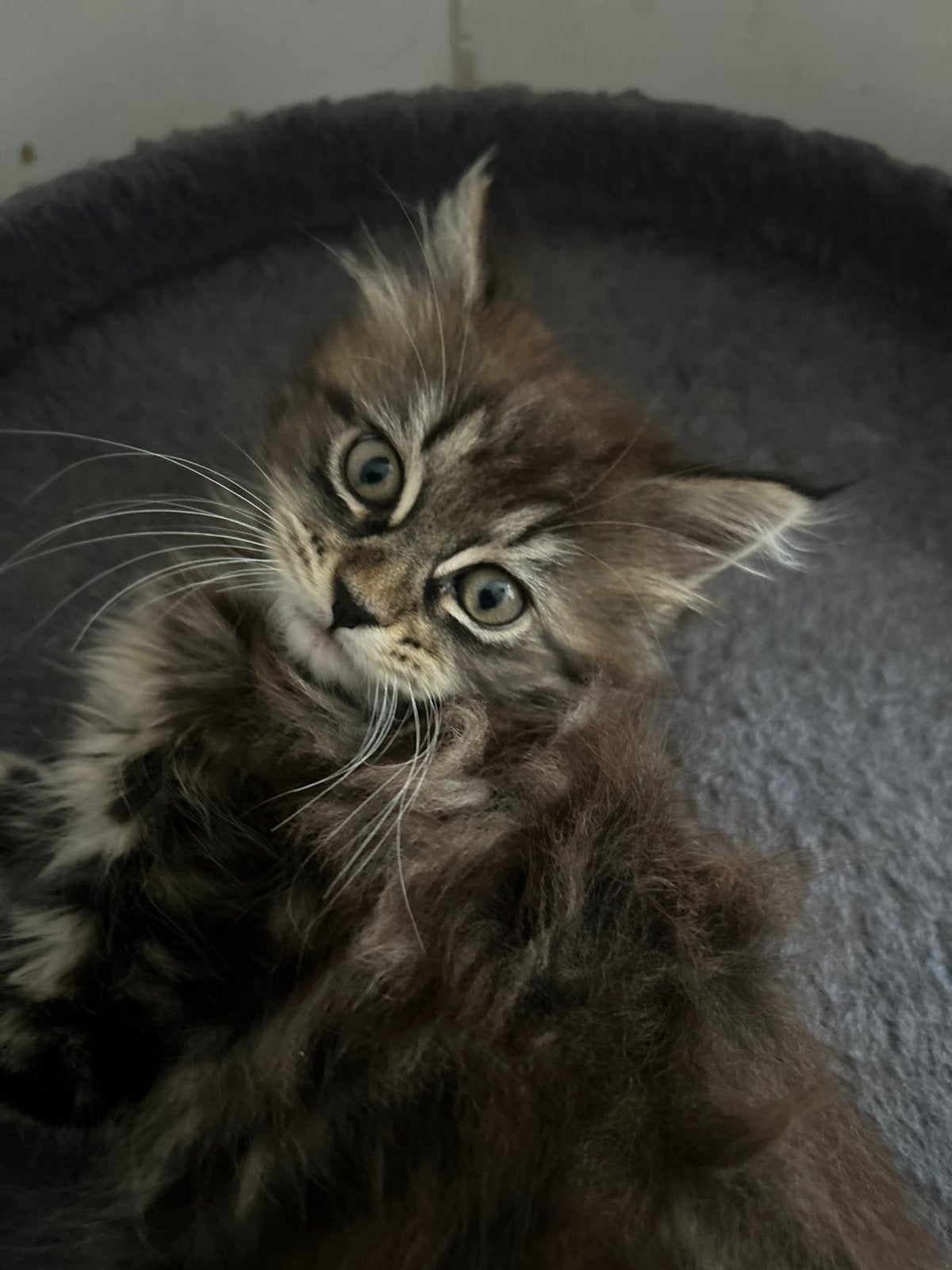 Prachtige Maine Coon kitten poesje, Dieren en Toebehoren, Poes, Ontwormd, 0 tot 2 jaar