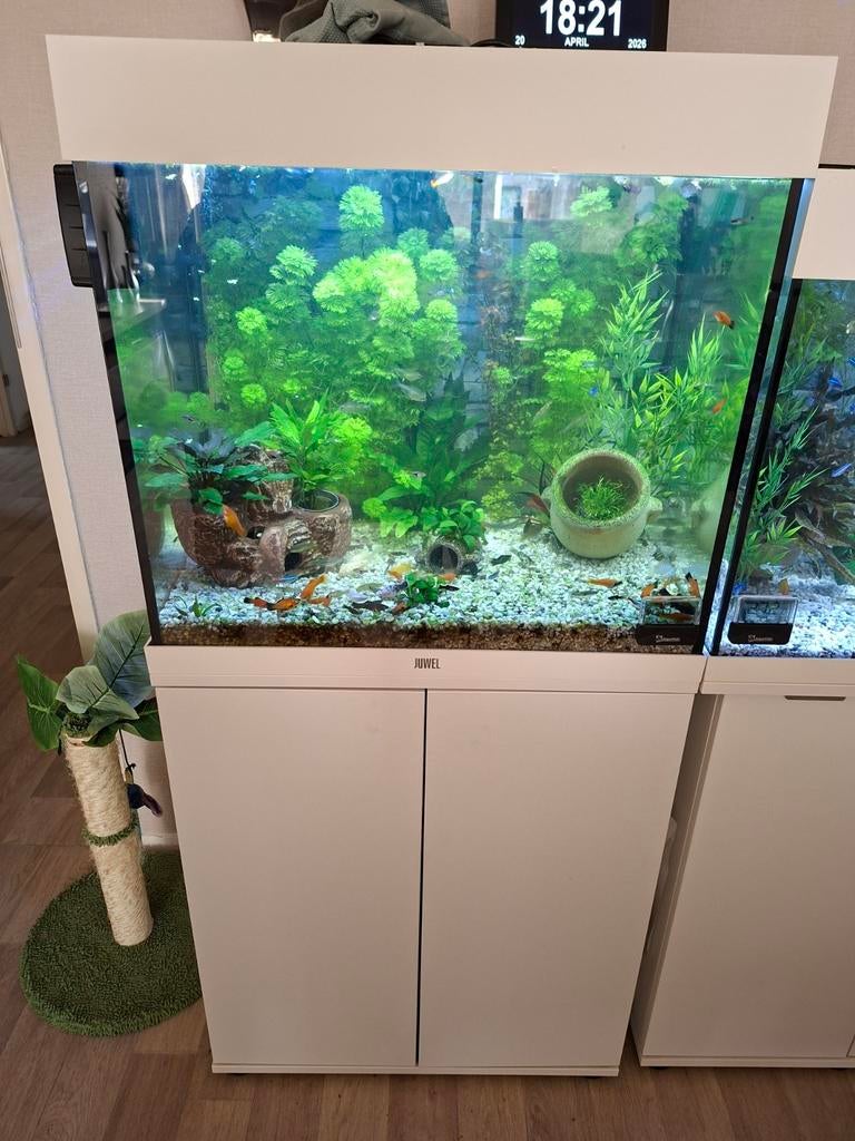 Aquarium tekoop, Nieuw, Ophalen of Verzenden, Gevuld zoetwateraquarium, Inclusief vissen
