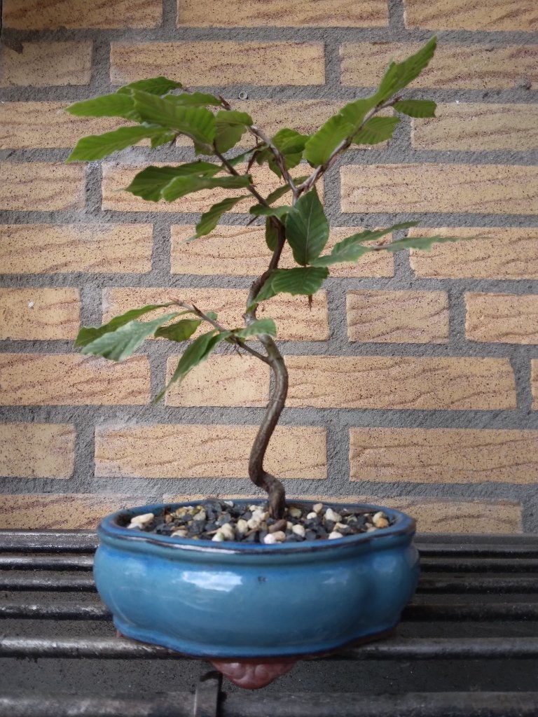 Bonsai, Ophalen, Zo goed als nieuw, Aardewerk, Minder dan 40 cm