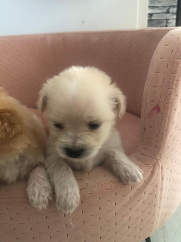 Mooie puppy’s, Dieren en Toebehoren, Honden | Niet-rashonden, HCC (leverziekte), 8 tot 15 weken, Meerdere, Meerdere dieren