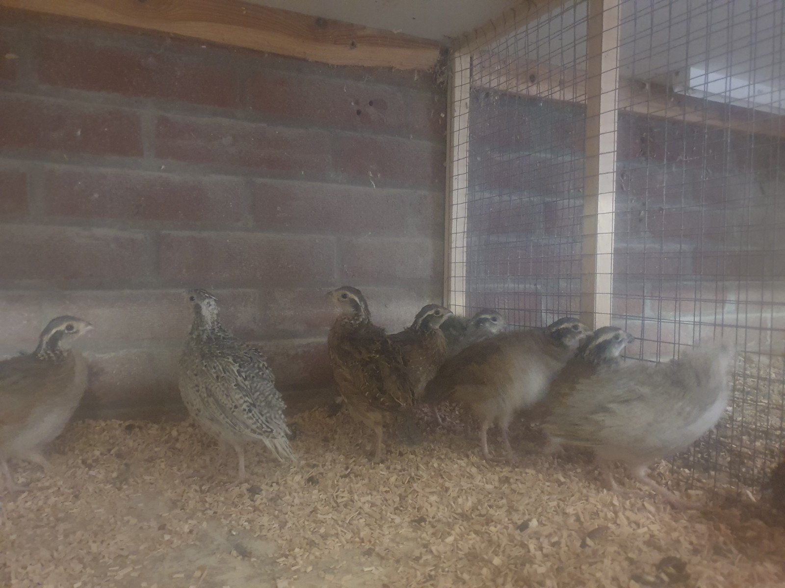 Kwartels, Meerdere dieren, Overige soorten