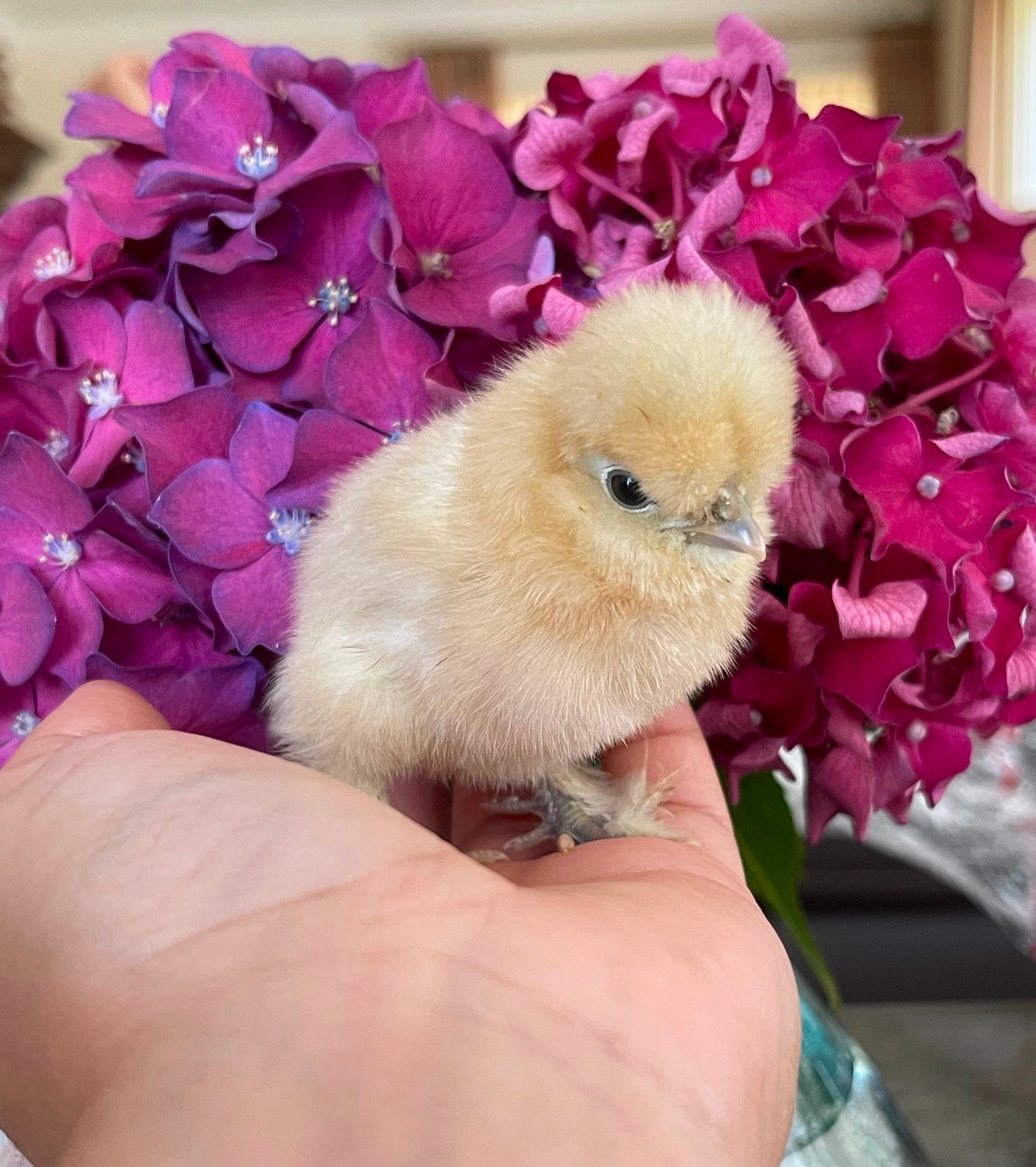 Prachtige USA Zijdehoen kuikens, Dieren en Toebehoren, Geslacht onbekend