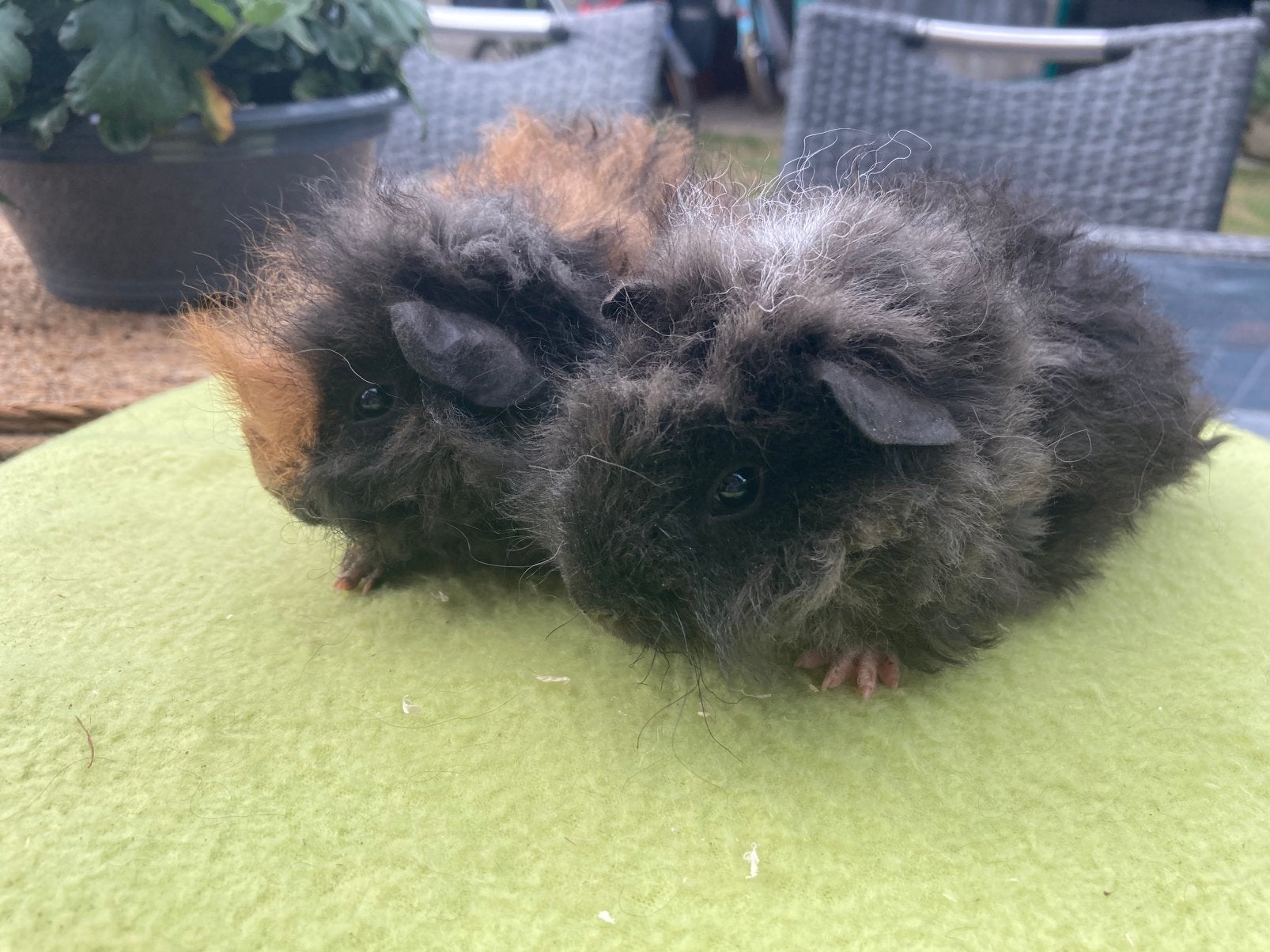 Lunkarya cavia zeugjes, Cavia, Juli, Vrouwelijk, Tam