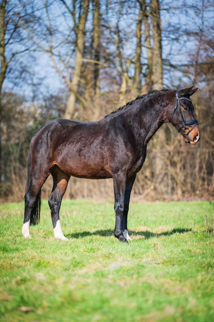 Lief betrouwbaar paard te koop, Met stamboom, Ruin, Dressuurpaard, Zadelmak