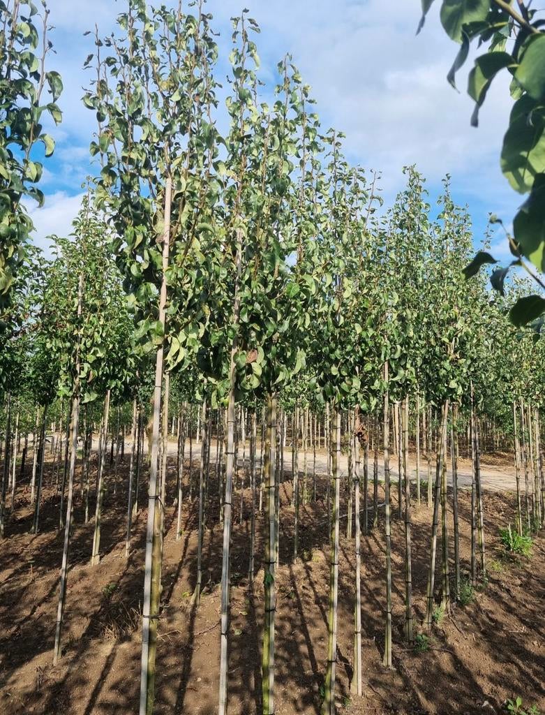 Pyrus chanticleer sierpeer bomen in maten, Tuin en Terras, Planten | Bomen, Overige soorten, Volle zon, Ophalen of Verzenden