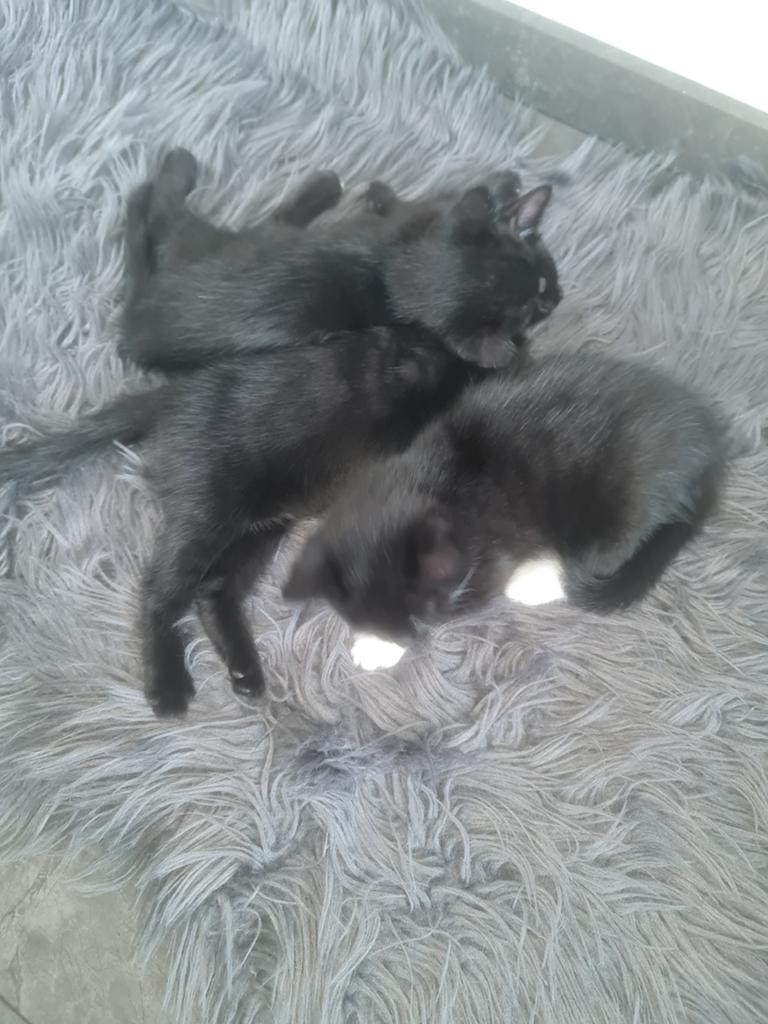 Kittens