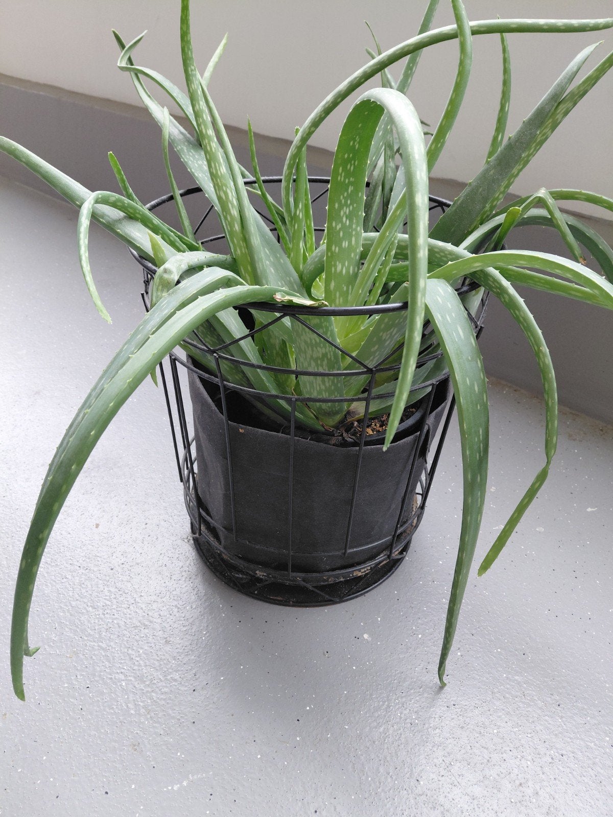 Grote alovera planten in een pot., Tuin en Terras, Planten | Tuinplanten, Ophalen of Verzenden, Overige soorten, Volle zon