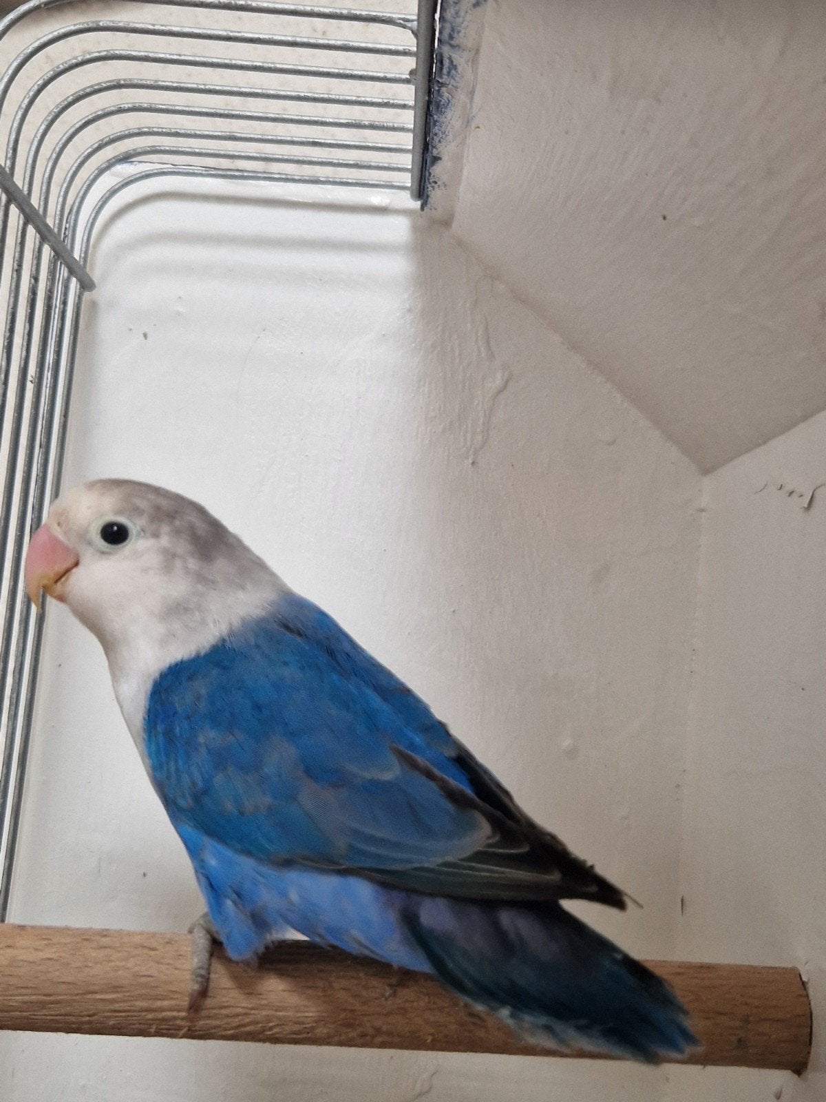 vogelkooi volière kooi agapornis volière vogel, Dieren en Toebehoren, Mannelijk, Dwergpapegaai of Agapornis