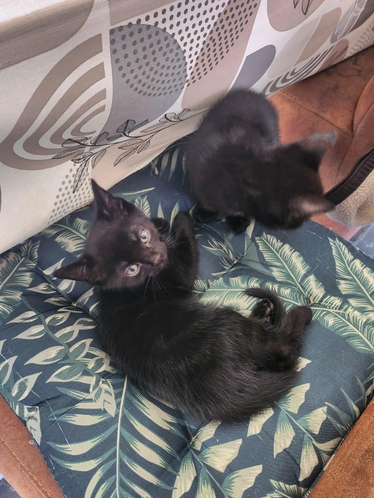 Kittens te koop, Kater
