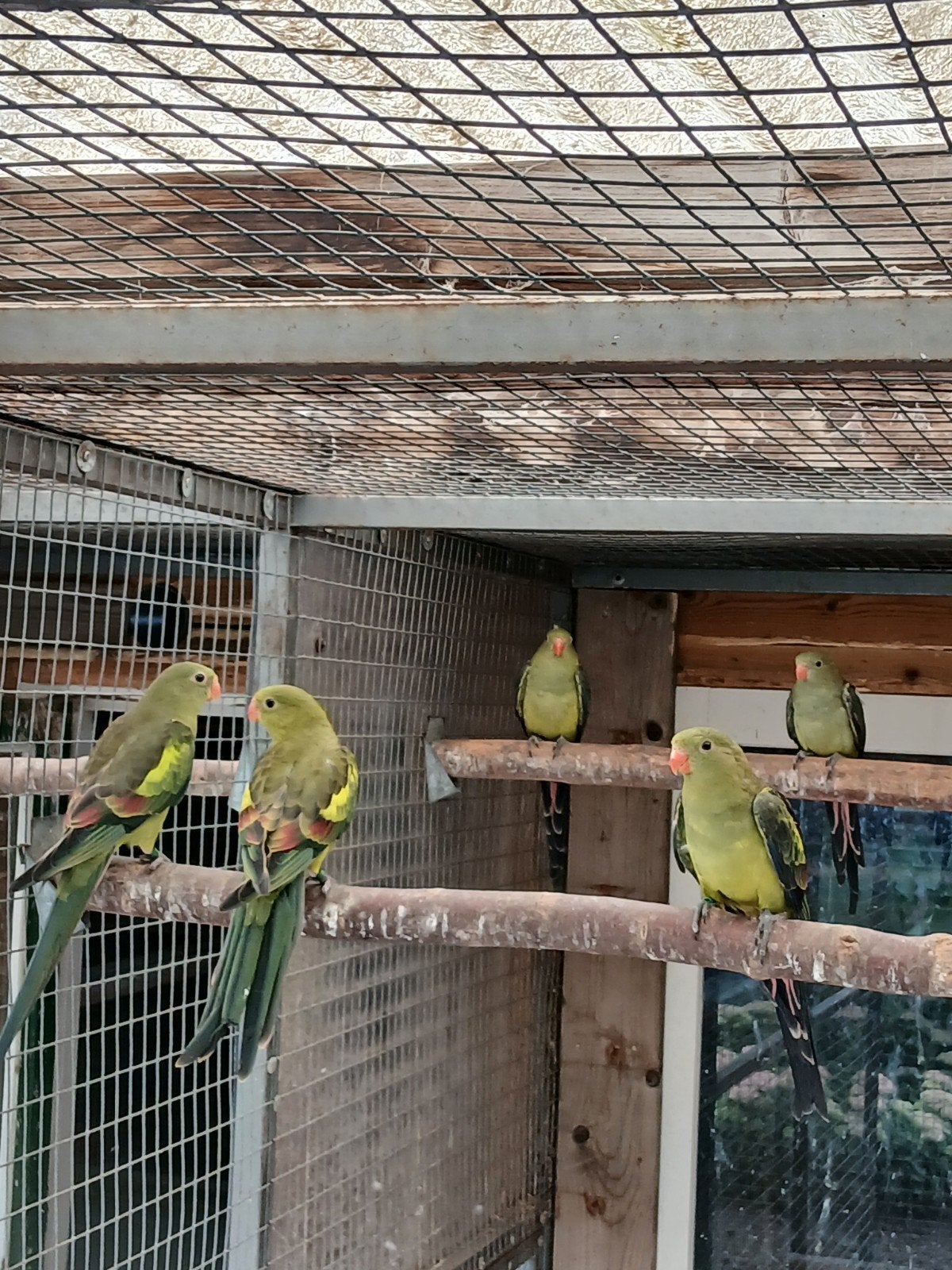 te koop jonge bergparkieten/splitvogels, Dieren en Toebehoren, Vogels | Parkieten en Papegaaien, Meerdere dieren, Parkiet, Geringd