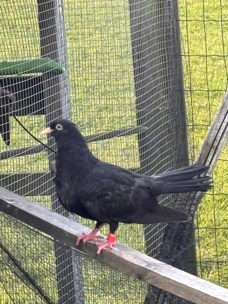 tuimelaar duif, Dieren en Toebehoren, Geslacht onbekend, Tuimelaar of Roller