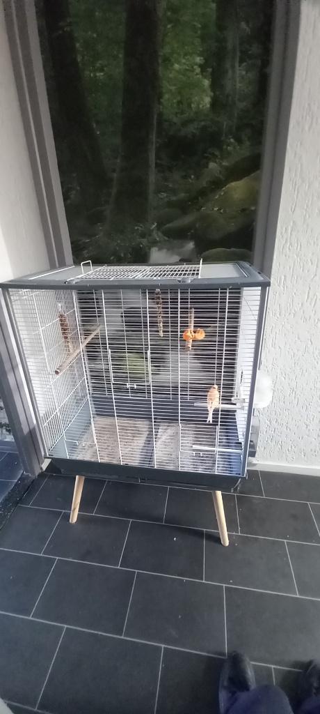 kanariekooi met kanarie, Dieren en Toebehoren, Vogels | Kanaries, Mannelijk, Kleurkanarie