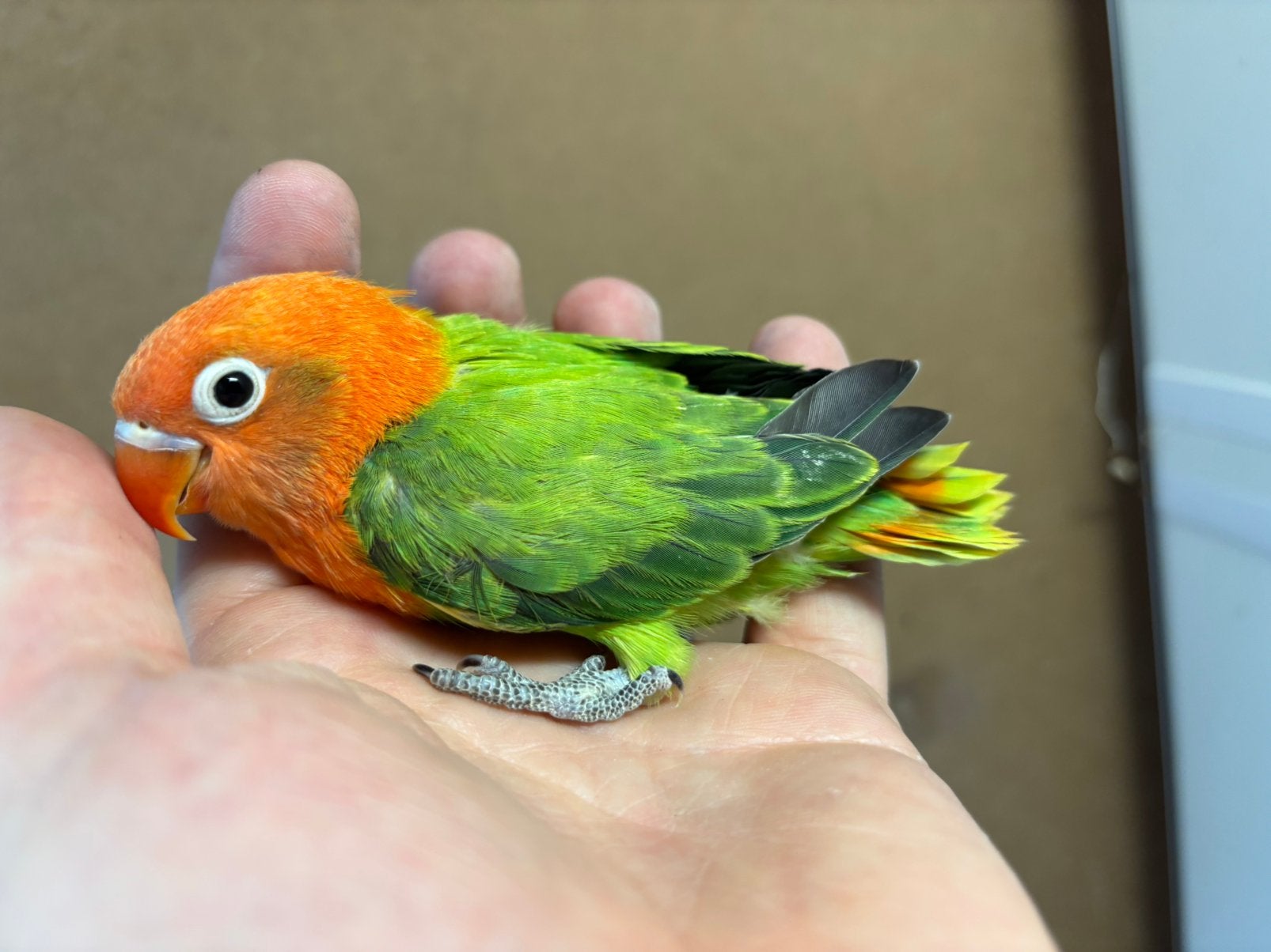 NU ZELFSTANDIG!! jonge agapornis fischeri dwergpapegaai!, Dieren en Toebehoren, Vogels | Parkieten en Papegaaien, Geslacht onbekend