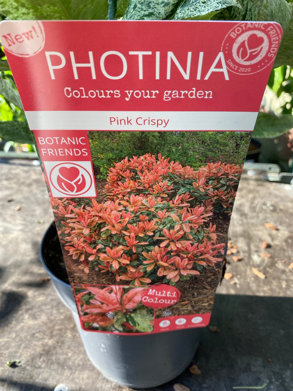 Photinia 'Pink Crispy' - Kleurrijke Vaste Plant, Volle zon, Vaste plant, Lente, Ophalen