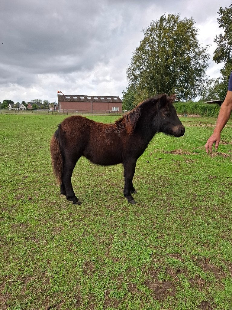 Shetlander merrie, Merrie