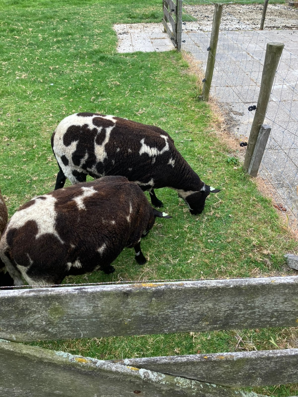 2 mooie bonte ooien, Vrouwelijk, Schaap