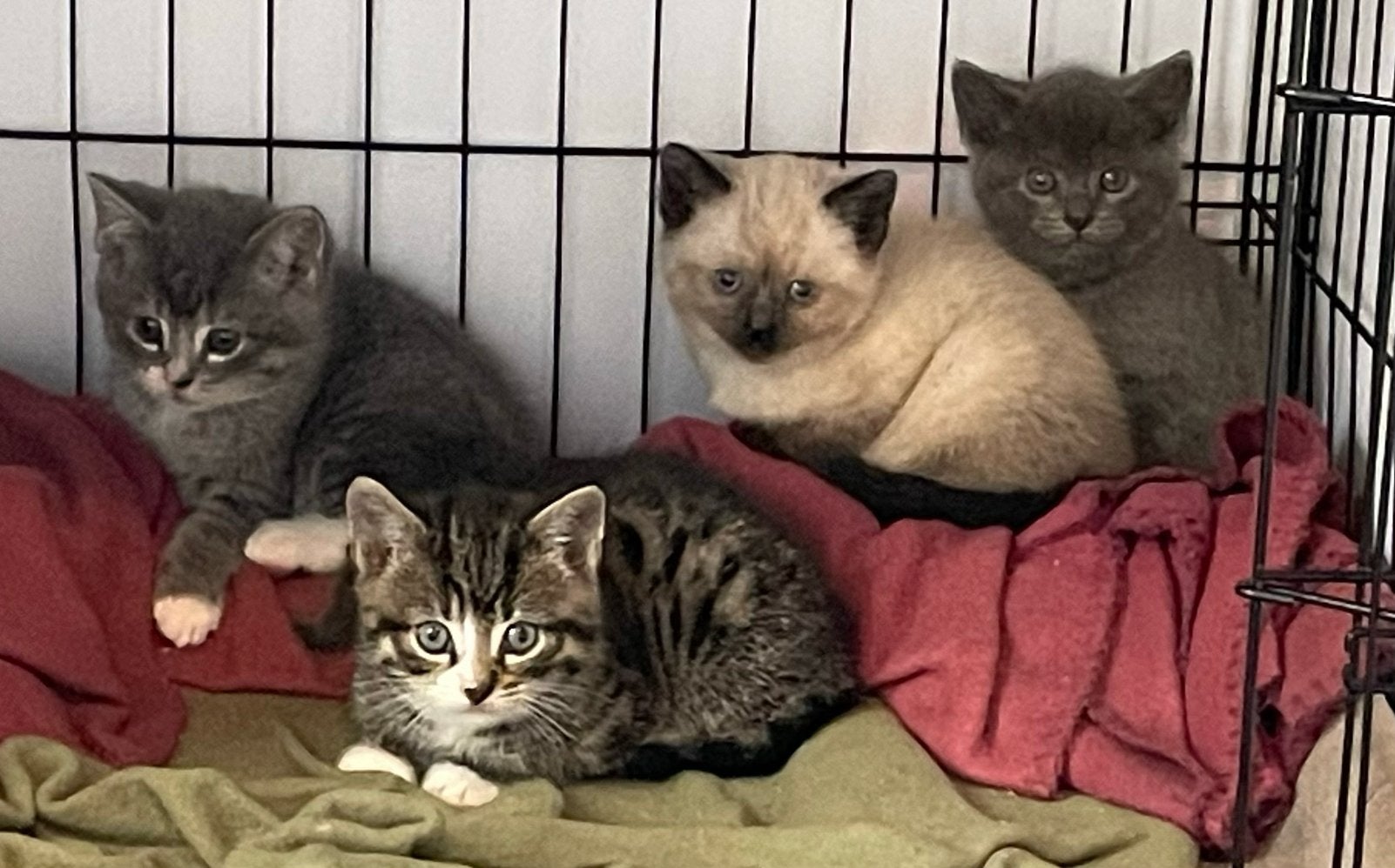 Verwacht nestje met kittens begin september, Dieren en Toebehoren, Meerdere dieren, Ontwormd