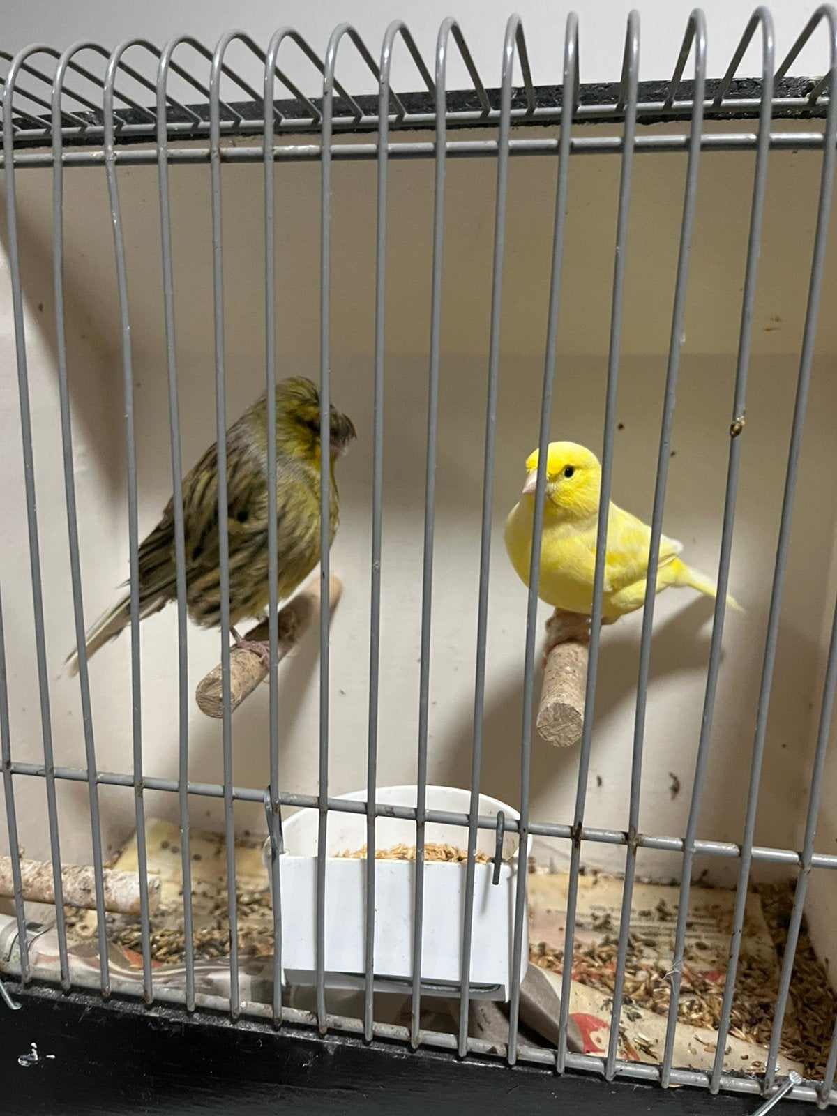 Koppel Kanarie Golster man, Meerdere dieren, Kleurkanarie