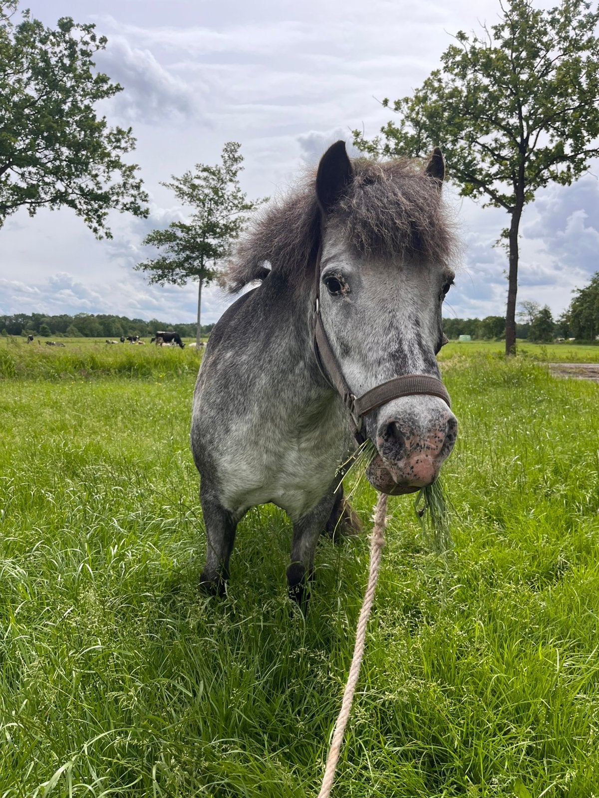 Shetland pony, Dieren en Toebehoren, Merrie, Minder dan 160 cm, Zadelmak, Ontwormd