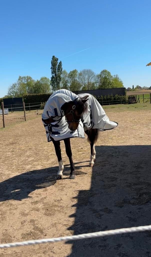 Te koop: HKM vliegendeken Lyon met halsdeel, Dieren en Toebehoren, Paarden en Pony's | Dekens en Dekjes, Zo goed als nieuw, Ophalen of Verzenden