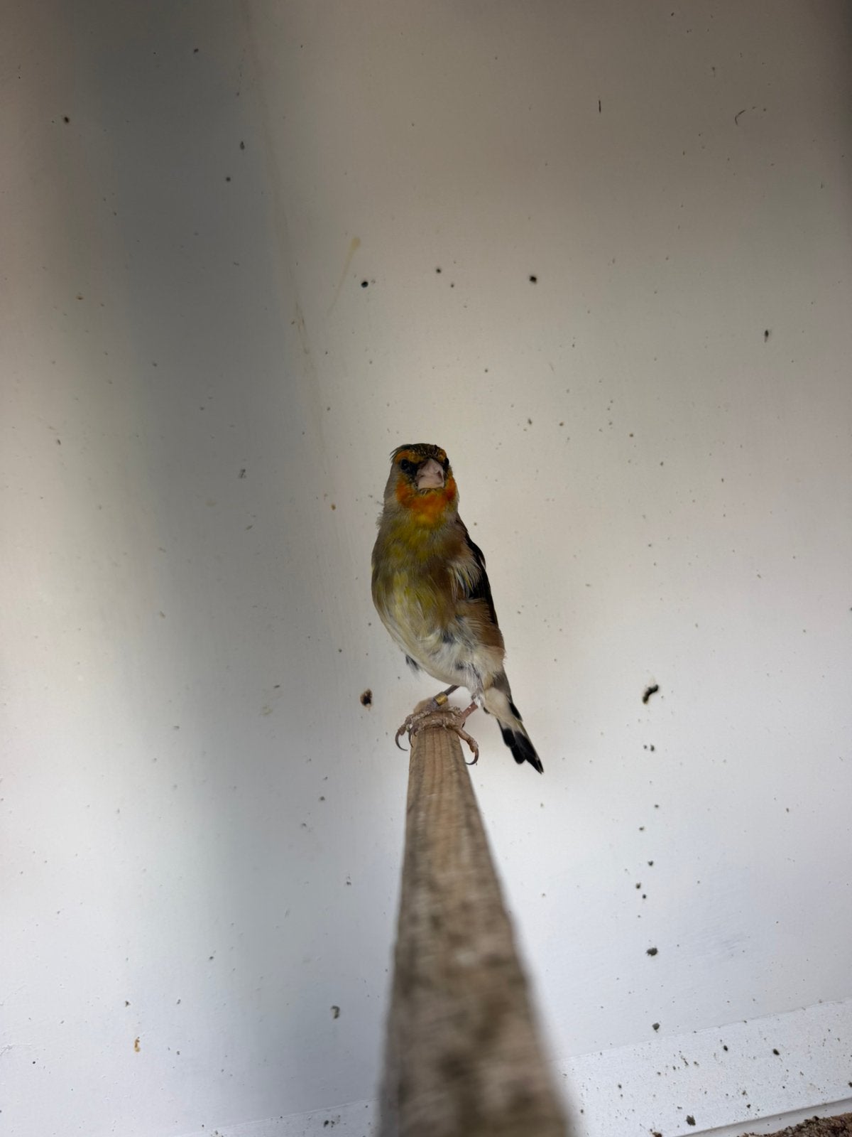 Bastaard putter x groenling, Dieren en Toebehoren, Mannelijk, Wildzangvogel, Geringd