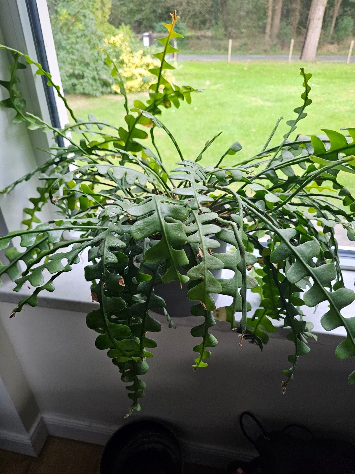 zaagcactus epiphyllum anguliger hangplant, Huis en Inrichting, Ophalen, Overige soorten, Halfschaduw, In pot