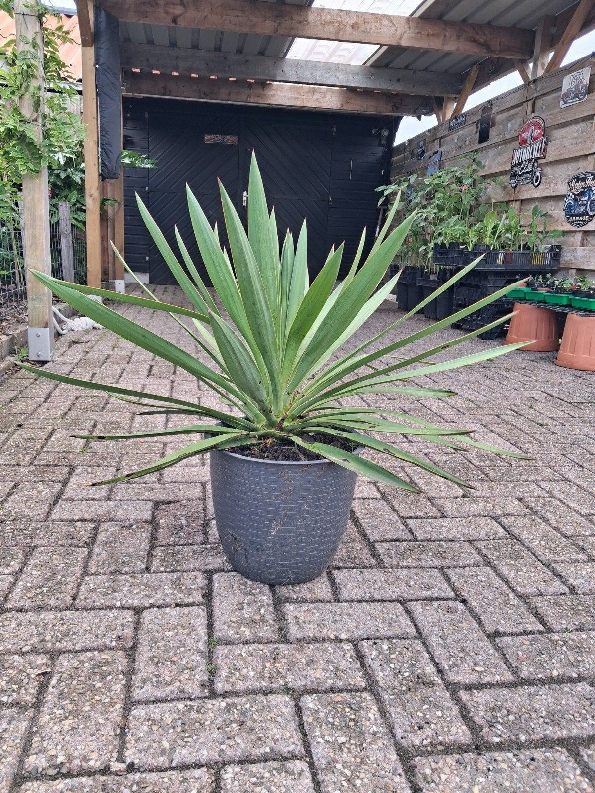 Yucca Filamentosa ( Palm lelie), Ophalen, Overige soorten, Volle zon