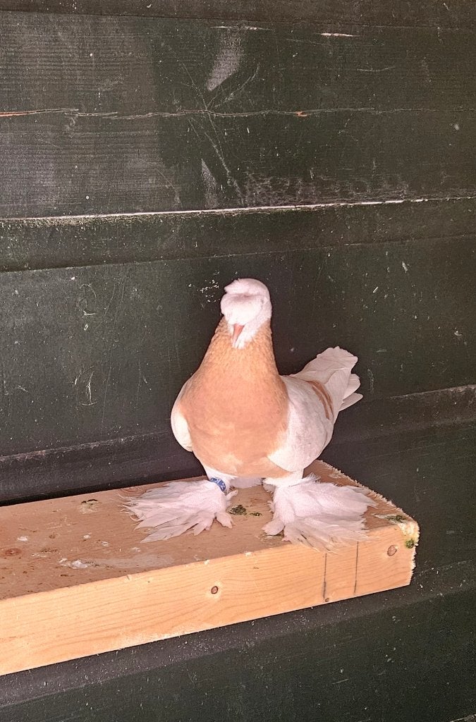 vrouw te koop den haag, Dieren en Toebehoren, Vogels | Duiven, Meerdere dieren, Postduif