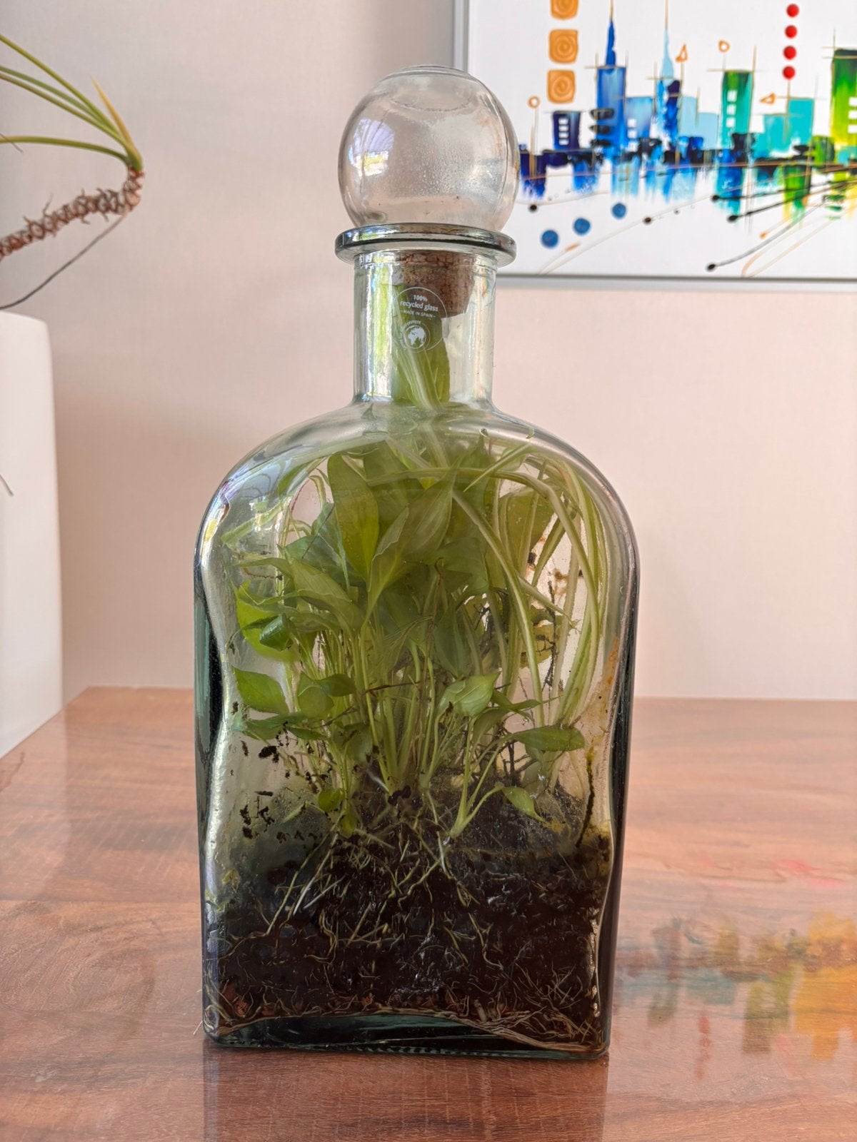 Fles met daarin plant, Ophalen, Zo goed als nieuw