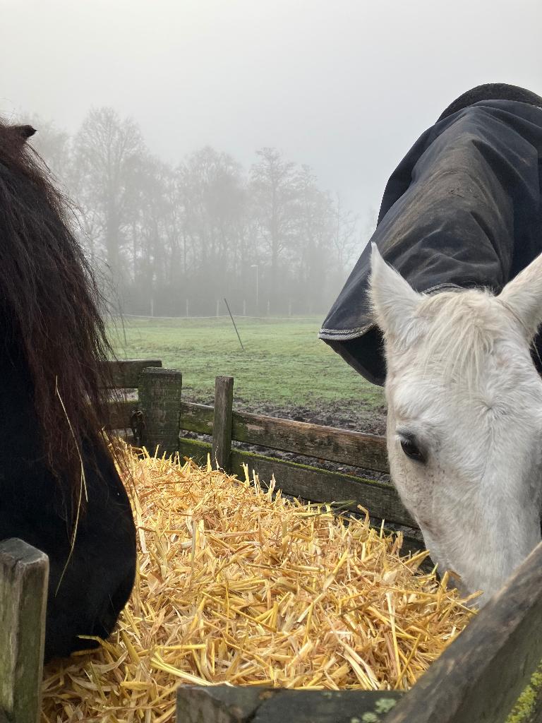 verzorger gezocht, Dieren en Toebehoren, Ophalen of Verzenden, Zo goed als nieuw
