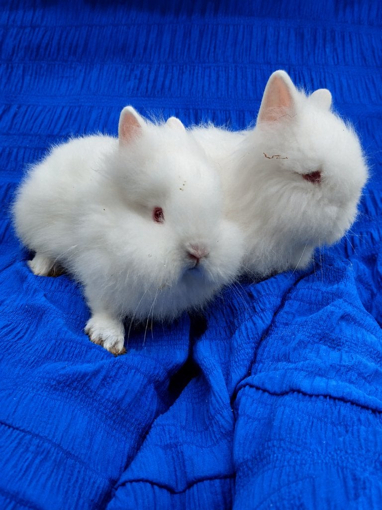 Teddy dwerg konijn, Dieren en Toebehoren, Konijnen, Dwerg, Mannelijk, 0 tot 2 jaar