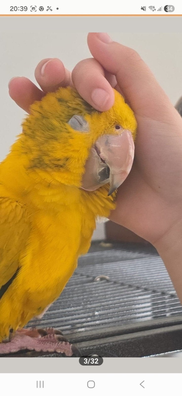 goud parkiet (Guaruba guarouba), Dieren en Toebehoren, Vogels | Parkieten en Papegaaien, Mannelijk, Parkiet, Pratend