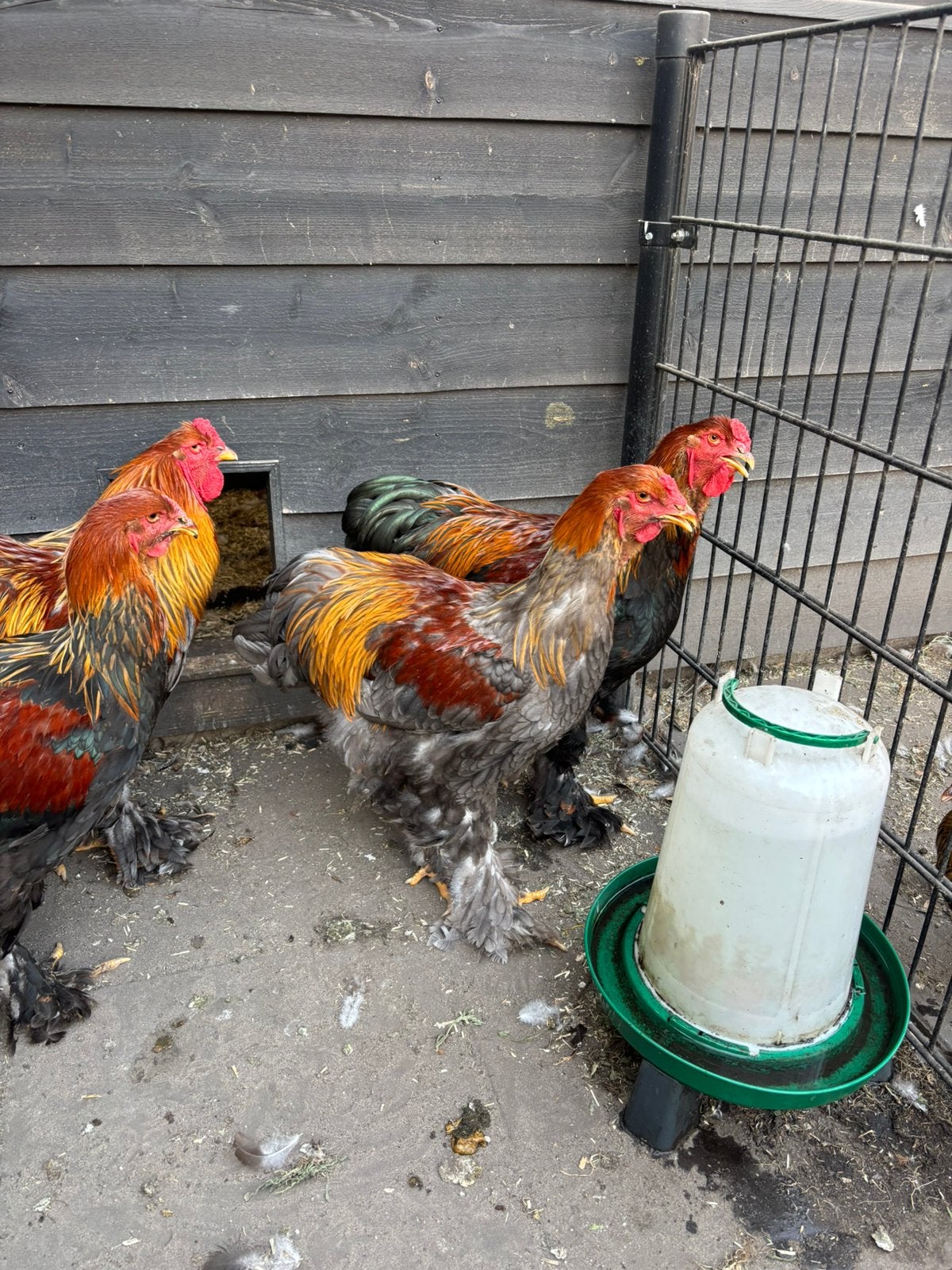 Brahma Groot Meerzomig Blauw patrijs haan Feb.2026, Meerdere dieren, Kip