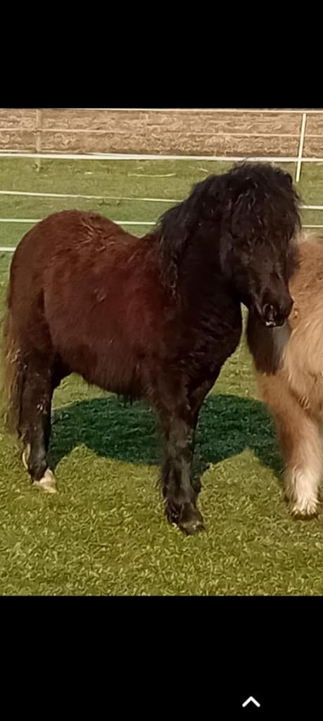 Nsps jaarling, Dieren en Toebehoren, Paarden en Pony's | Dekhengsten en Fokmerries, Hengst
