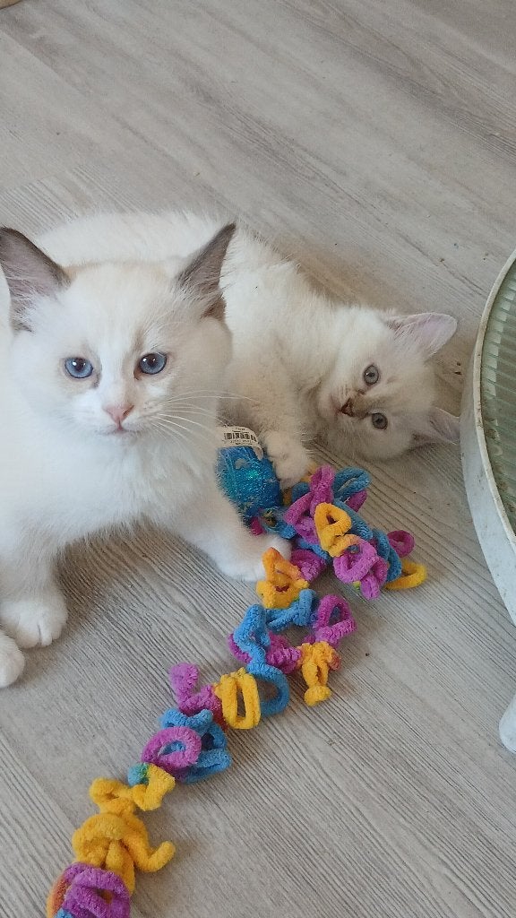 Laatste Ragdoll kitten-poesje is over!, Dieren en Toebehoren, Meerdere dieren, Gechipt, 0 tot 2 jaar