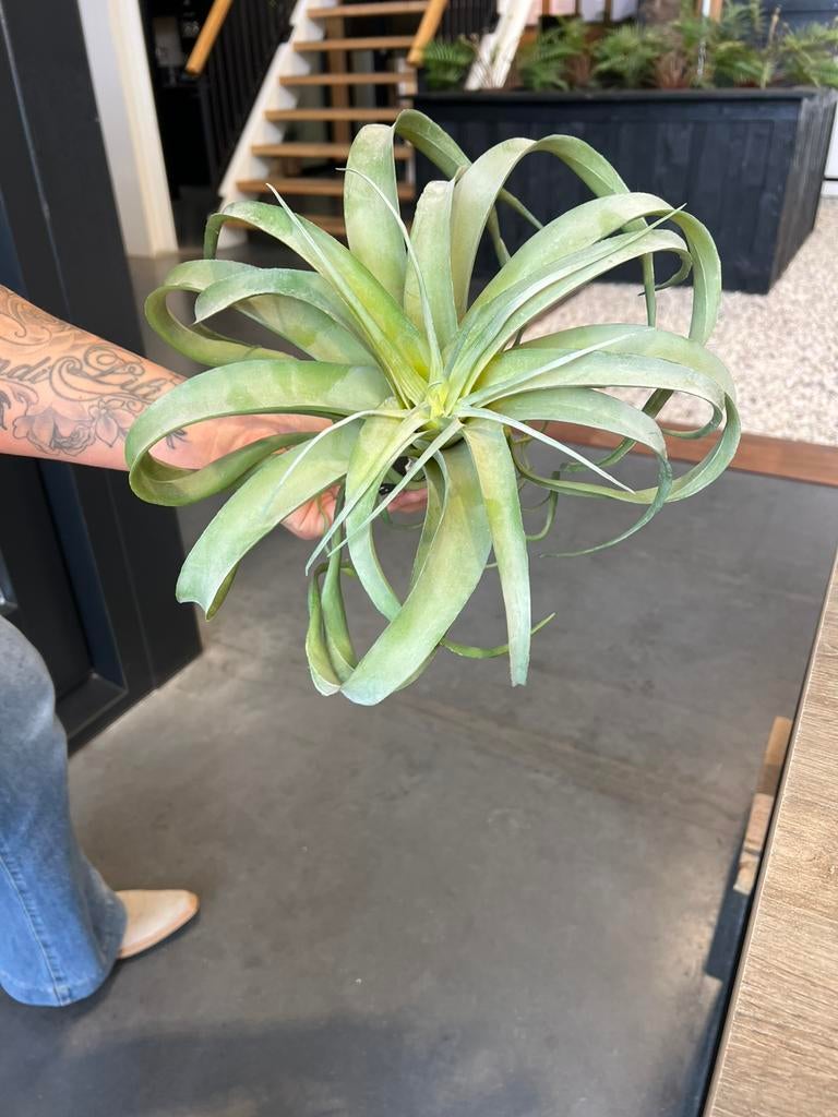 Kunst Tillandsia, Ophalen, Halfschaduw, Minder dan 100 cm