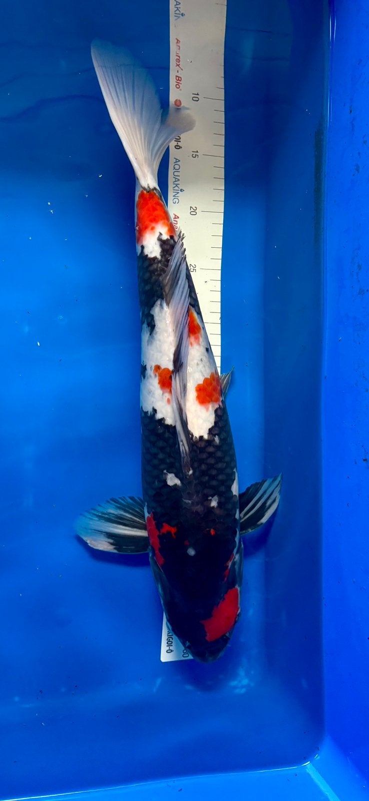 Prachtige Dainichi showa koi - 2024 - 50/55 cm, Dieren en Toebehoren