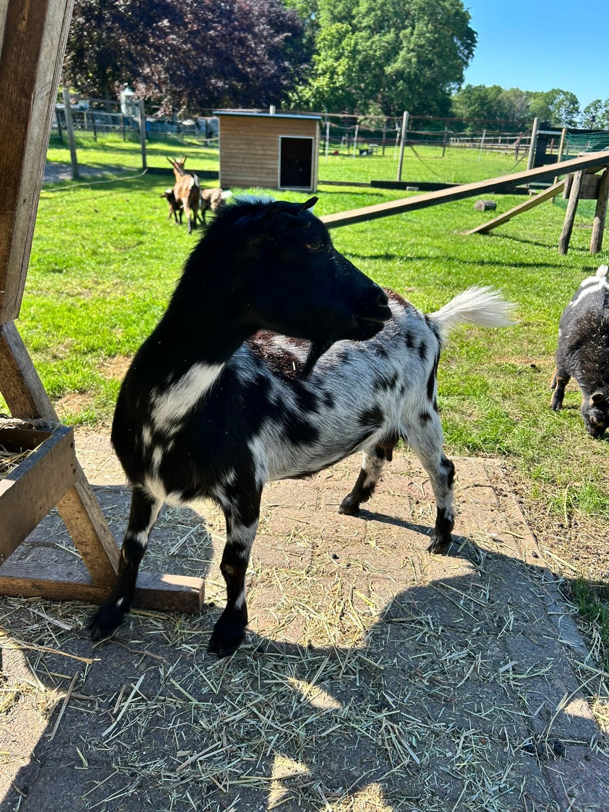 Hoornloos dwerggeit, Vrouwelijk, Geit, 3 tot 5 jaar