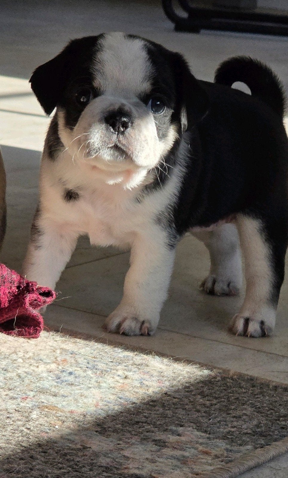 Nog 1 Prachtig Retro mops pupje uit geteste ouders mopshond, Dieren en Toebehoren, Parvo, Reu, 8 tot 15 weken, Meerdere