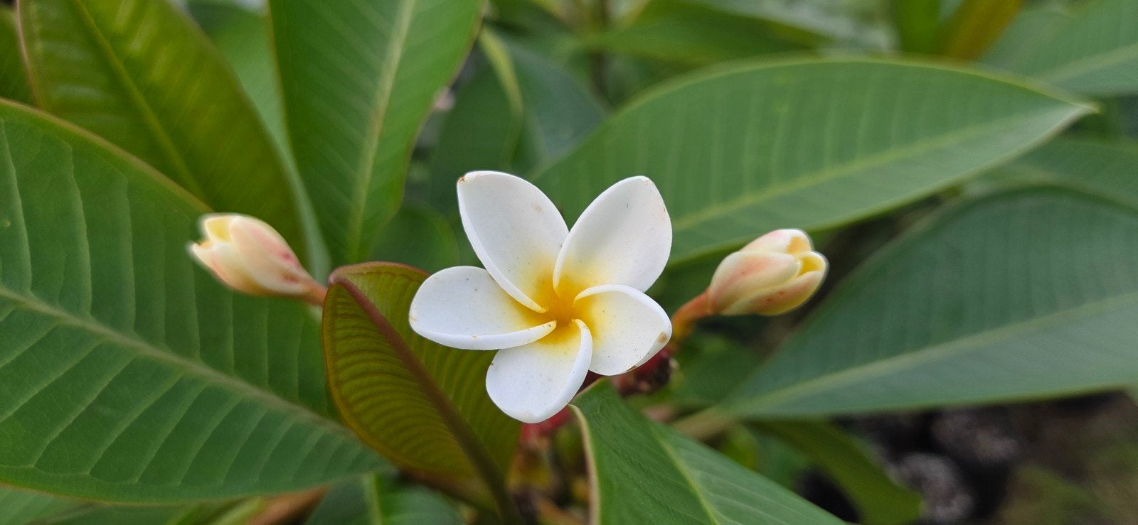Prachtige grote Plumeria (Frangipani) 11 jaar oud - wit/geel, Tuin en Terras, Volle zon, Vaste plant, Zomer, Ophalen