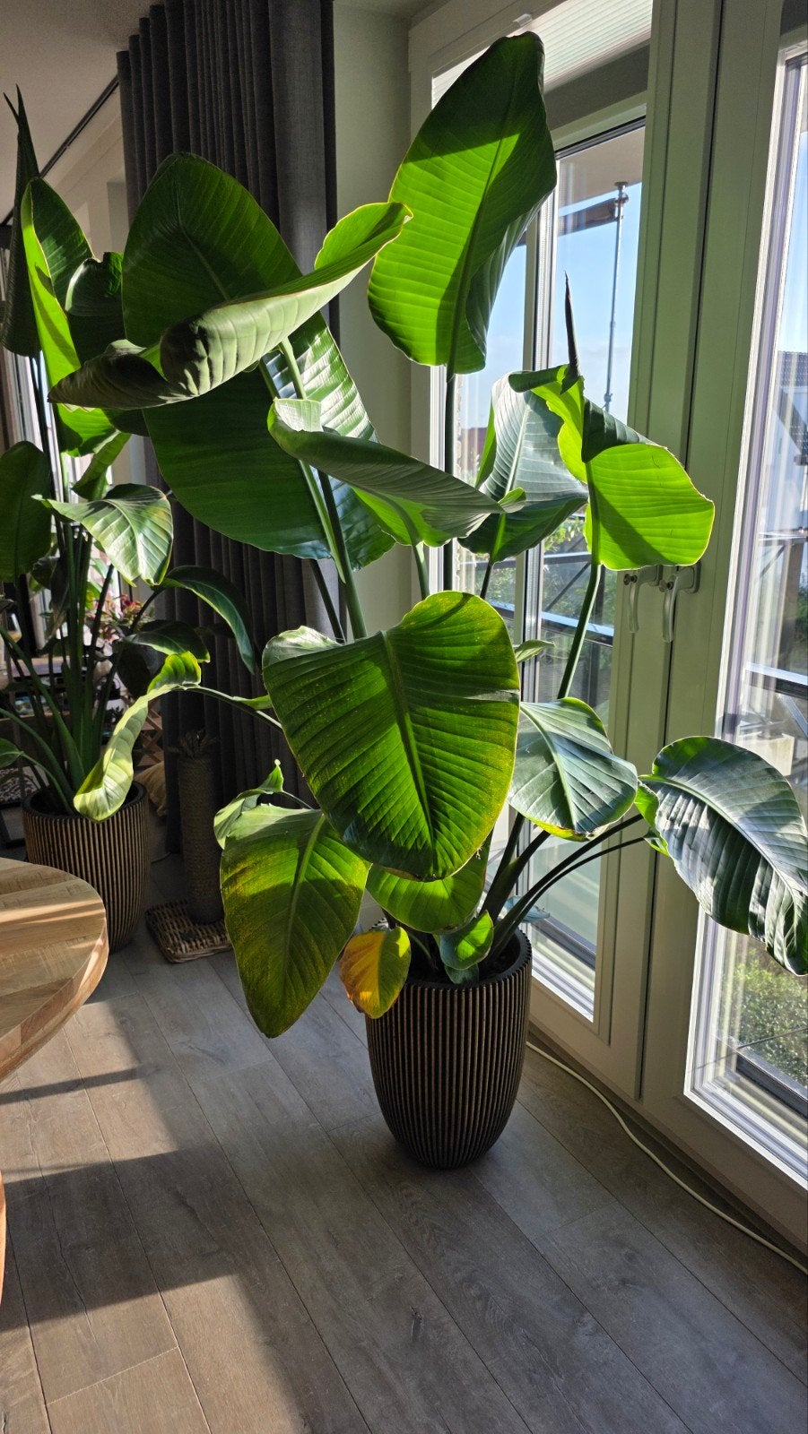Twee stuks Strelitzia Nicolai - Grote Paradijsvogelplant, Ophalen, Overige soorten, In pot, 150 tot 200 cm
