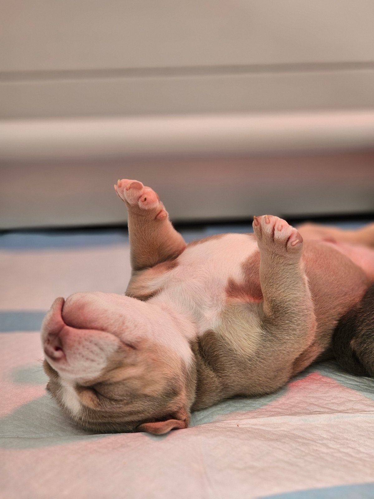 american pocket bully, Dieren en Toebehoren, 8 tot 15 weken, Meerdere, CDV (hondenziekte), Nederland