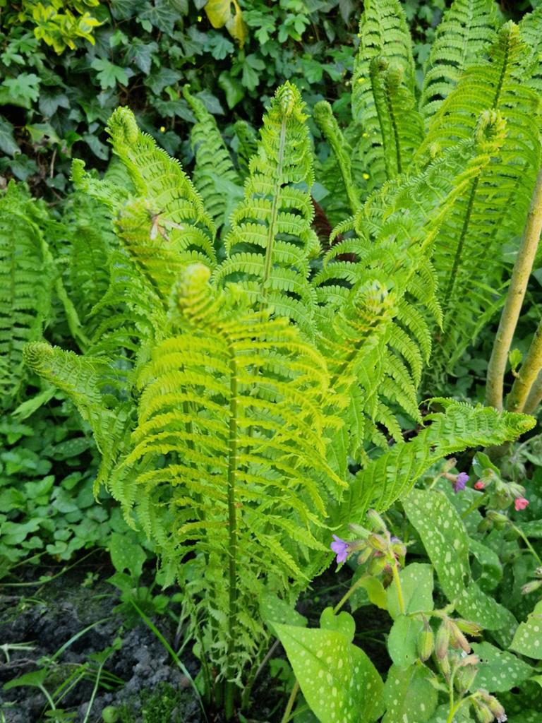 Groene Varens - Vaste Plant voor Schaduwrijke Tuinen, Tuin en Terras, Ophalen, Vaste plant, Varens, Bloeit niet