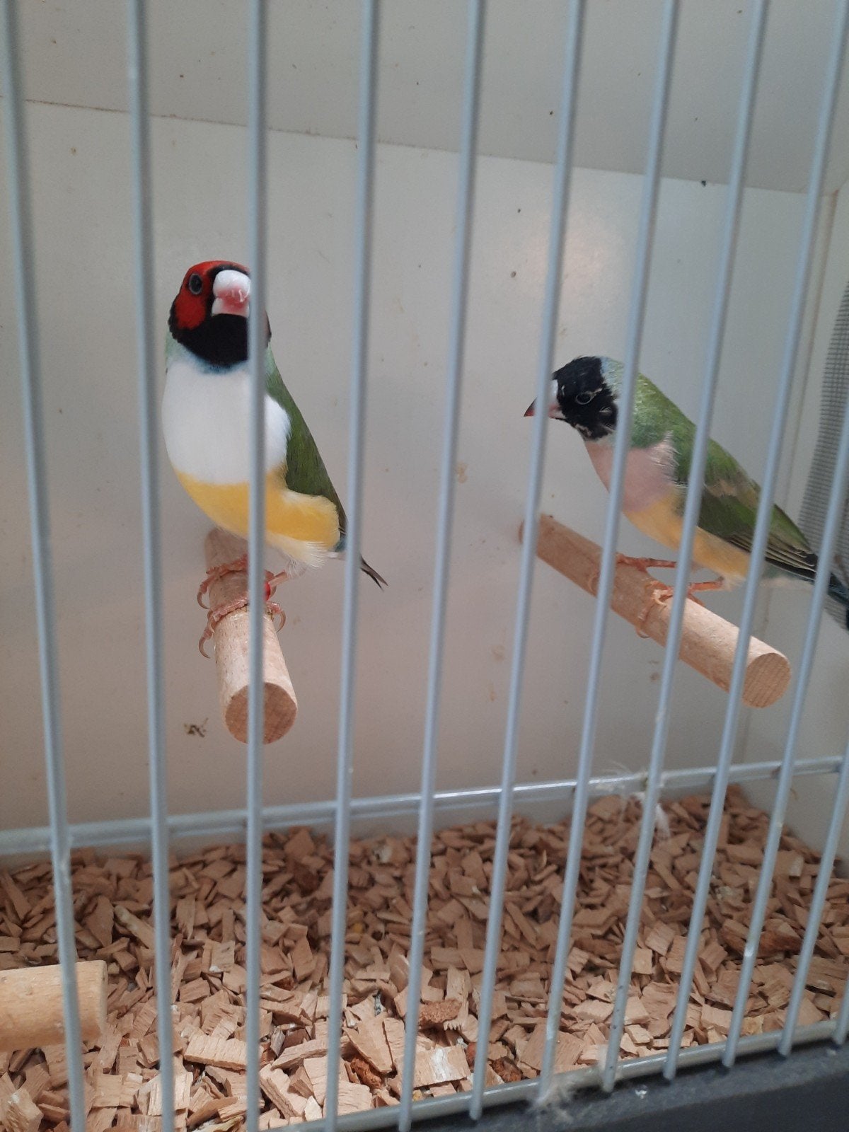 Tekoop koppel gouldamadines, Dieren en Toebehoren, Vogels | Overige Vogels, Meerdere dieren