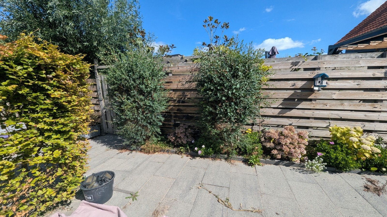 2 Eucalyptus bomen van ongeveer 190 cm hoog, Tuin en Terras, Planten | Bomen, Ophalen, 100 tot 250 cm