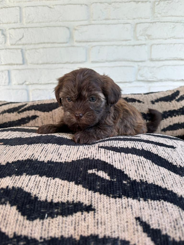 Boomer pups, Dieren en Toebehoren, Honden | Chihuahua's en Gezelschapshonden, Parvo, Nederland, Overige rassen, 8 tot 15 weken